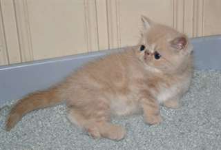 Chatons Birmanie affectueux a donner