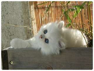 Magnifique chaton persan femelle