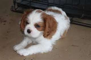 CHIOTS CAVALIER KING DISPONIBILE POUR ADOPTION