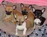 chiots chihuahua poils court 3 mois - photo 1