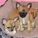 chiots chihuahua poils court 3 mois - photo 2