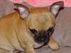 chiots chihuahua poils court 3 mois - photo 3