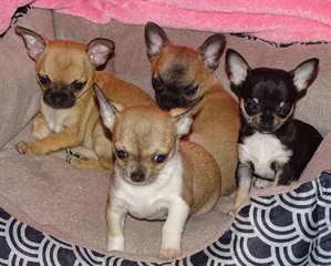 chiots chihuahua poils court 3 mois