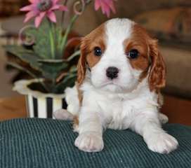 Cavalier King Charles