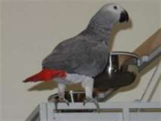 Perroquet type gris du gabon