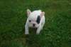 MagnifiK  - Bouledogue français Femelle?? a Donner - photo 1