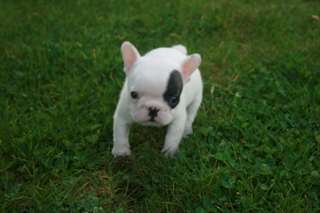 MagnifiK  - Bouledogue français Femelle?? a Donner