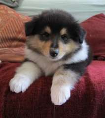 Rough Collie chiots