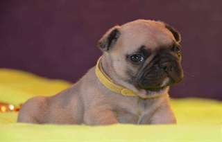 Adorables Chiots bulldog français