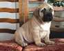 Bullmastiff Terrier - photo 1