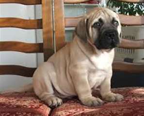 Bullmastiff Terrier