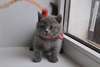 Chatons Cheveux courts britanniques pour - photo 1