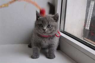 Chatons Cheveux courts britanniques pour