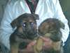 Chiots Berger Allemand disponible maintenant - photo 2