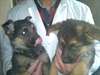 Chiots Berger Allemand disponible maintenant - photo 3
