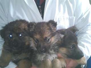 Chiots Berger Allemand disponible maintenant