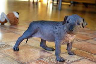 Chiots standard xoloitzcuintle