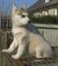 chiots husky de siberien - photo 2