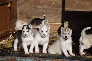 chiots husky de siberien