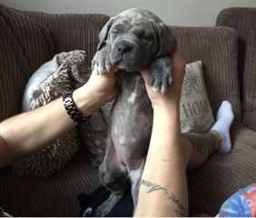 cane corso