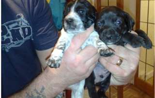 Cocker X Border Terrier Pour bon soin