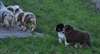 Chiots Berger Australien - photo 2