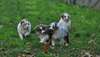 Chiots Berger Australien - photo 3