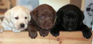 Chiots Labrador Retriever