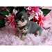 Femelle et m&#226;le chiots chihuahua gratuit - photo 1