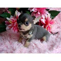 Femelle et m&#226;le chiots chihuahua gratuit