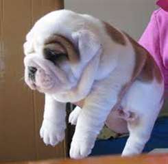 3 chiots bulldog anglais  &#224; donner