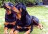 Chiots Rottweiler a Vendre - photo 2