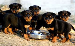 Chiots Rottweiler a Vendre