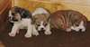 Superbes chiots bulldog - photo 1