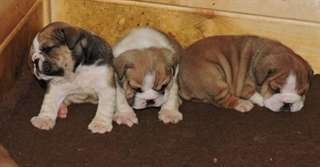 Superbes chiots bulldog