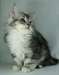 Chatons Siberien Disponible - photo 2