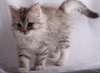 Chatons Siberien Disponible - photo 3