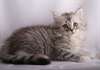 Chatons Siberien Disponible - photo 4