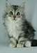 Chatons Siberien Disponible - photo 5