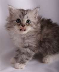 Chatons Siberien Disponible