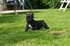 Femelle bouledogue français bringé - photo 1