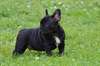 Femelle bouledogue français bringé - photo 2
