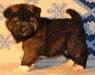 Superbes chiots akita américain - photo 1