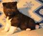 Superbes chiots akita américain - photo 2
