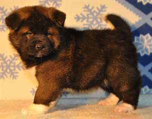 Superbes chiots akita américain