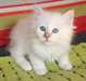 Chaton sacre de birmanie femelle - photo 1