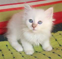 Chaton sacre de birmanie femelle