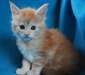 Chatons type Maine Coon - photo 2