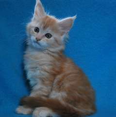 Chatons type Maine Coon