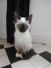 Chatons sacré de Birmanie